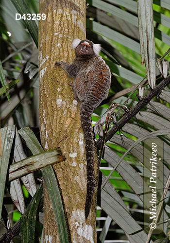 Common Marmoset (Callithrix jacchus)